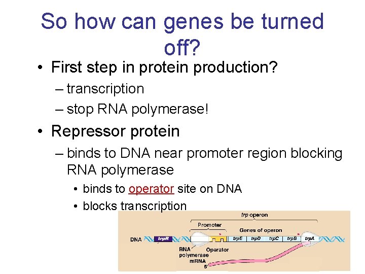 So how can genes be turned off? • First step in protein production? –