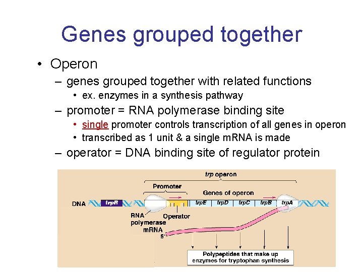 Genes grouped together • Operon – genes grouped together with related functions • ex.