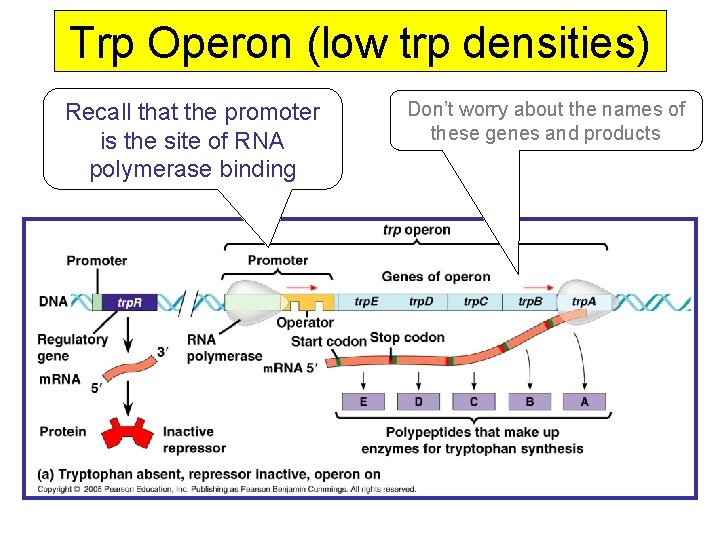 Trp Operon (low trp densities) Recall that the promoter is the site of RNA