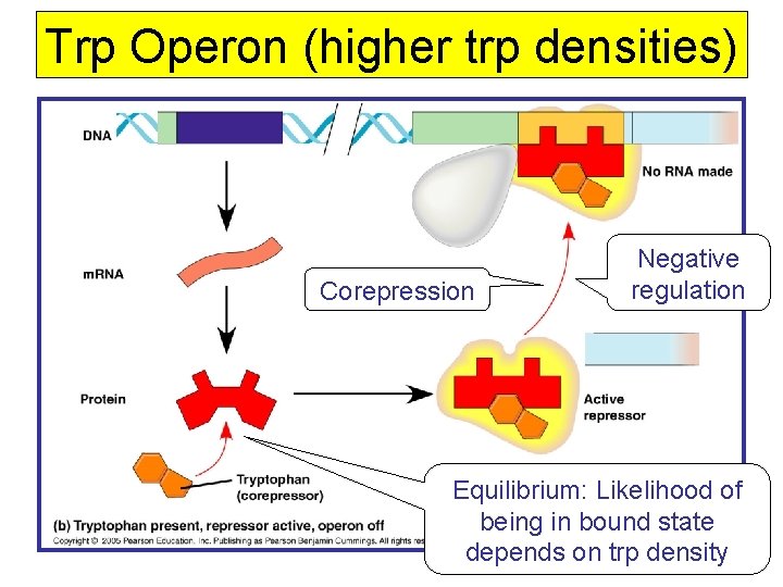Trp Operon (higher trp densities) Corepression Negative regulation Equilibrium: Likelihood of being in bound