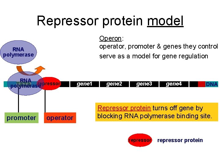 Repressor protein model Operon: operator, promoter & genes they control serve as a model