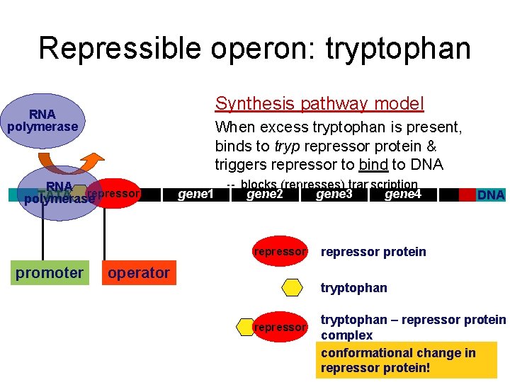 Repressible operon: tryptophan Synthesis pathway model RNA polymerase When excess tryptophan is present, binds