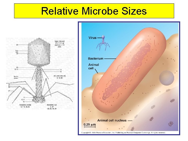 Relative Microbe Sizes 
