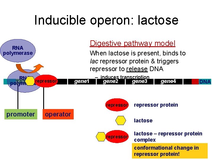 Inducible operon: lactose Digestive pathway model RNA polymerase When lactose is present, binds to