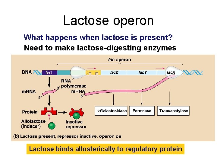 Lactose operon What happens when lactose is present? Need to make lactose-digesting enzymes Lactose