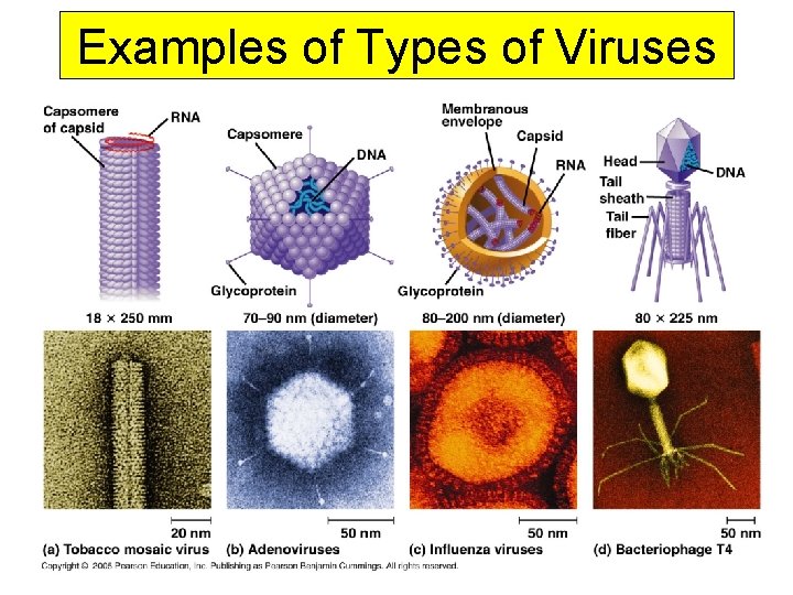 Examples of Types of Viruses 