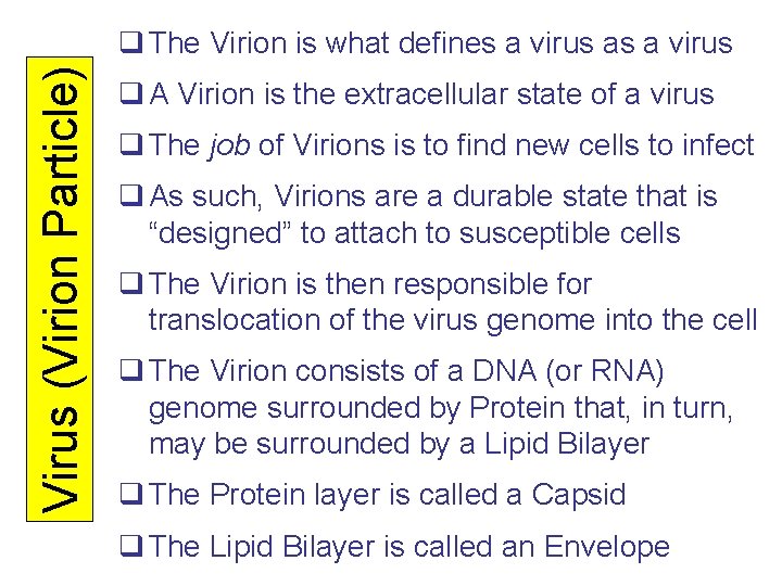 Virus (Virion Particle) q The Virion is what defines a virus as a virus