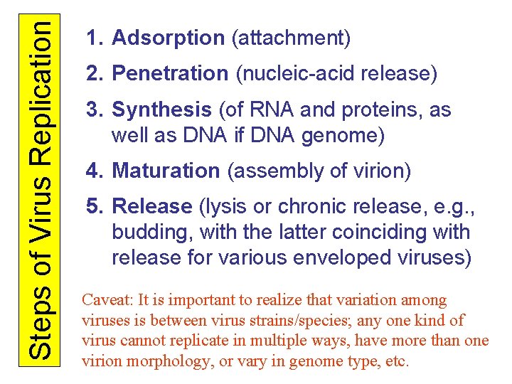 Steps of Virus Replication 1. Adsorption (attachment) 2. Penetration (nucleic-acid release) 3. Synthesis (of