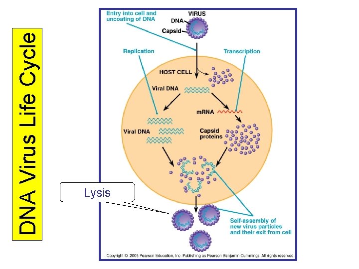DNA Virus Life Cycle Lysis 
