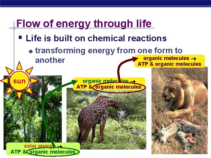 Flow of energy through life § Life is built on chemical reactions u transforming