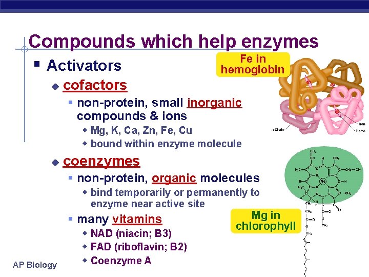 Compounds which help enzymes Fe in § Activators hemoglobin u cofactors § non-protein, small