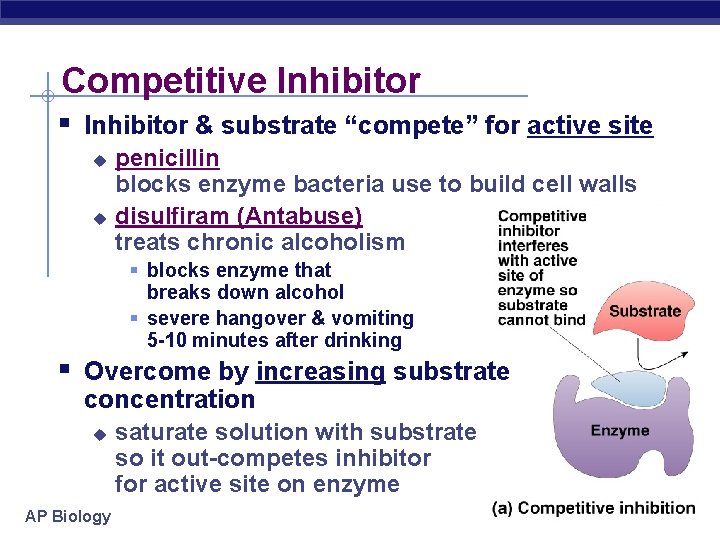 Competitive Inhibitor § Inhibitor & substrate “compete” for active site u u penicillin blocks