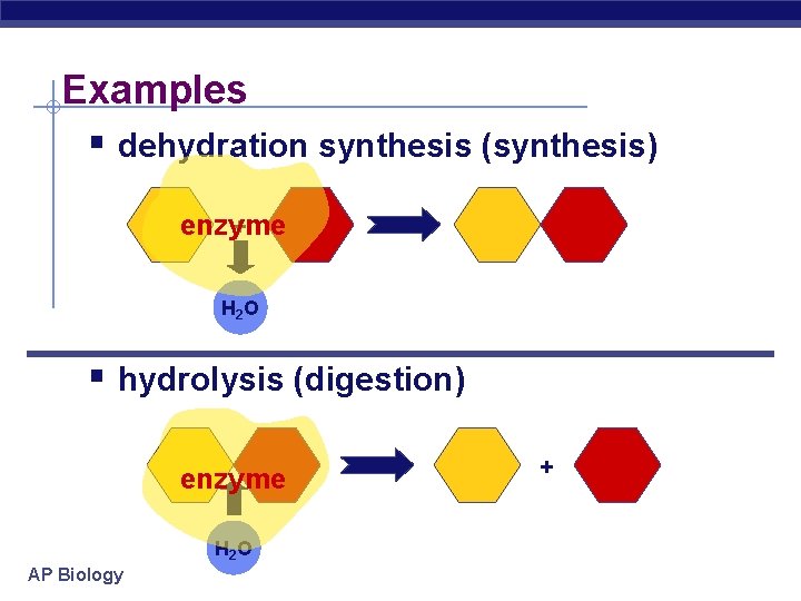 Examples § dehydration synthesis (synthesis) + enzyme H 2 O § hydrolysis (digestion) enzyme