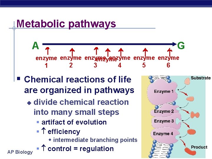 Metabolic pathways 2 1 A B C D E F G 5 6 enzyme