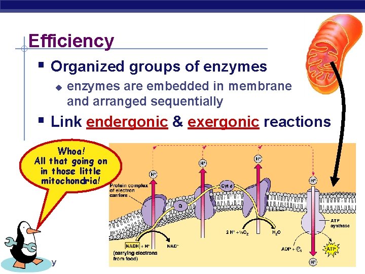 Efficiency § Organized groups of enzymes u enzymes are embedded in membrane and arranged