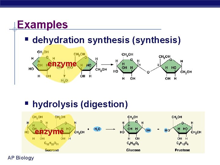 Examples § dehydration synthesis (synthesis) enzyme § hydrolysis (digestion) enzyme AP Biology 