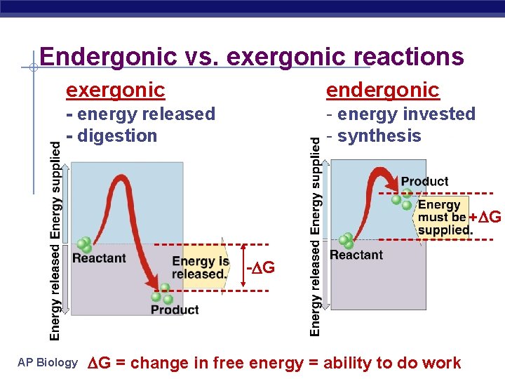 Endergonic vs. exergonic reactions exergonic endergonic - energy released - digestion - energy invested