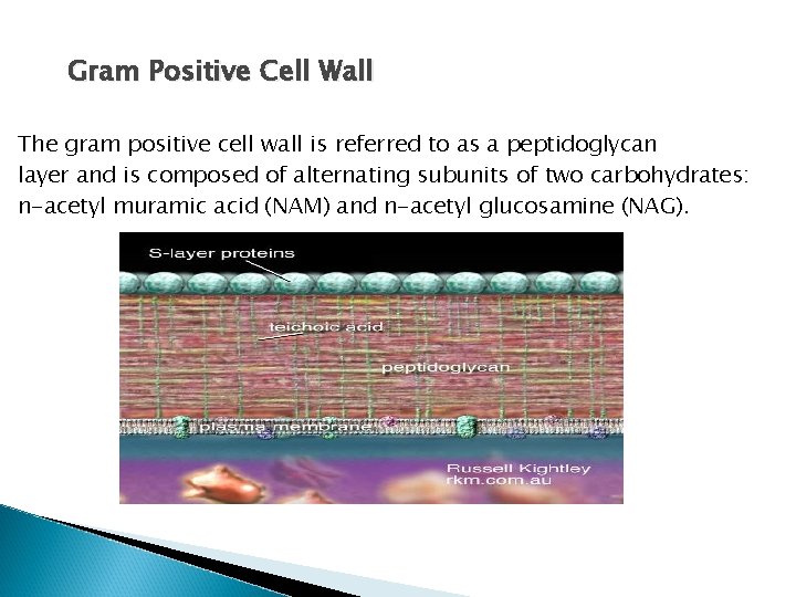 Gram Positive Cell Wall The gram positive cell wall is referred to as a