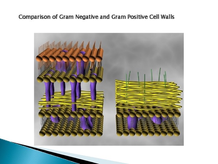 Comparison of Gram Negative and Gram Positive Cell Walls 