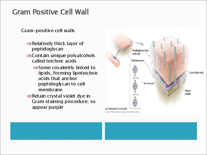 Gram Positive Cell Wall Gram-positive cell walls Relatively thick layer of peptidoglycan Contain unique