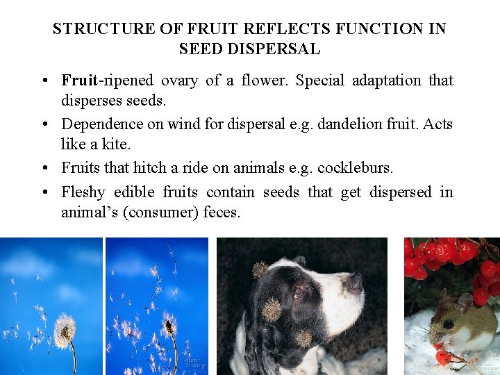 STRUCTURE OF FRUIT REFLECTS FUNCTION IN SEED DISPERSAL • Fruit-ripened ovary of a flower.