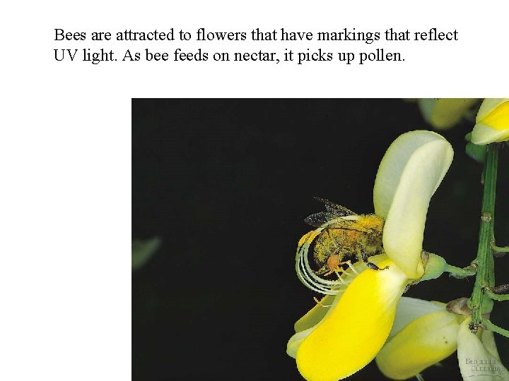 Bees are attracted to flowers that have markings that reflect UV light. As bee