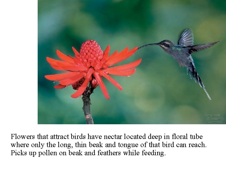 Flowers that attract birds have nectar located deep in floral tube where only the