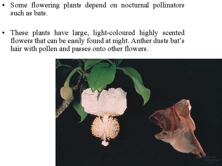  • Some flowering plants depend on nocturnal pollinators such as bats. • These