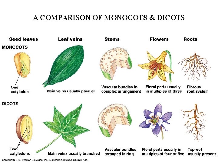 A COMPARISON OF MONOCOTS & DICOTS 