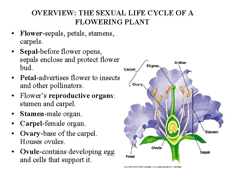 OVERVIEW: THE SEXUAL LIFE CYCLE OF A FLOWERING PLANT • Flower-sepals, petals, stamens, carpels.