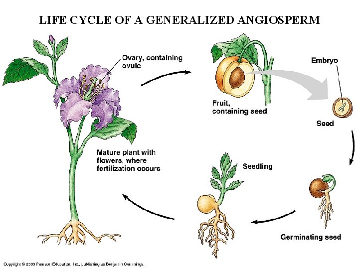 LIFE CYCLE OF A GENERALIZED ANGIOSPERM 