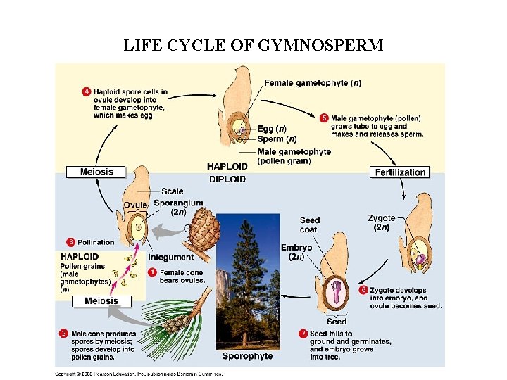 LIFE CYCLE OF GYMNOSPERM 