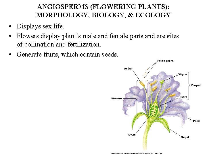 ANGIOSPERMS (FLOWERING PLANTS): MORPHOLOGY, BIOLOGY, & ECOLOGY • Displays sex life. • Flowers display