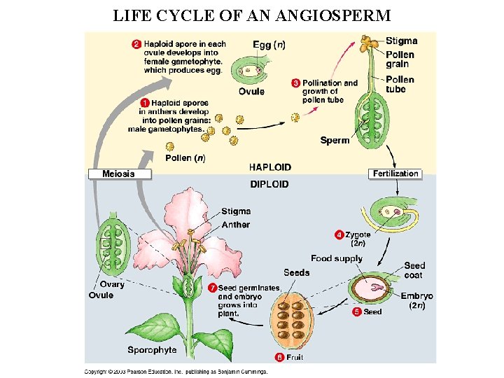 LIFE CYCLE OF AN ANGIOSPERM 