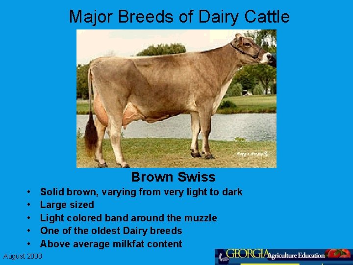 Major Breeds of Dairy Cattle Brown Swiss • • • Solid brown, varying from
