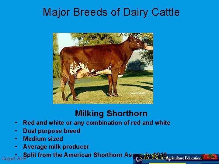 Major Breeds of Dairy Cattle Milking Shorthorn • • • Red and white or