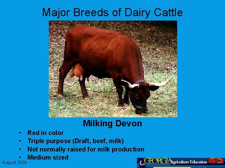 Major Breeds of Dairy Cattle Milking Devon • • August 2008 Red in color