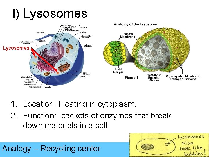 I) Lysosomes 1. Location: Floating in cytoplasm. 2. Function: packets of enzymes that break