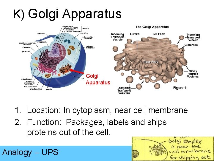 K) Golgi Apparatus 1. Location: In cytoplasm, near cell membrane 2. Function: Packages, labels