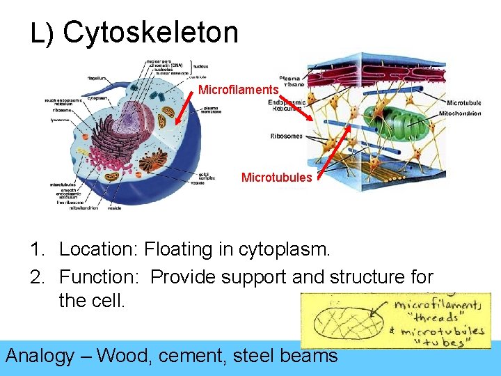 L) Cytoskeleton Microfilaments Microtubules 1. Location: Floating in cytoplasm. 2. Function: Provide support and