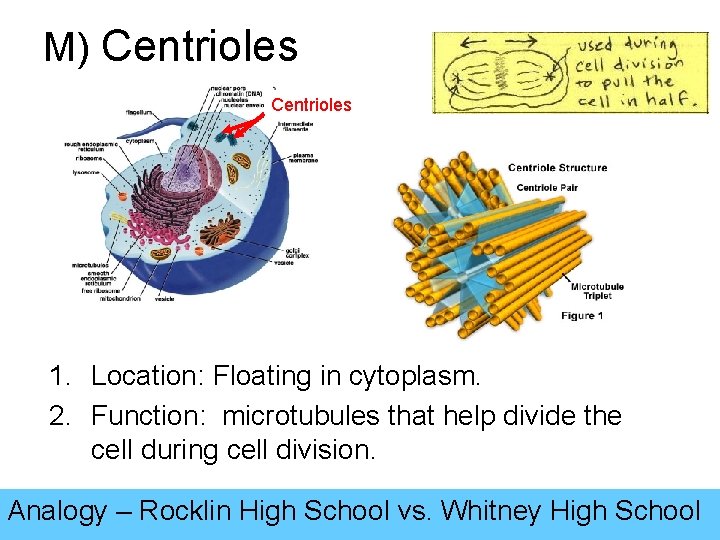 M) Centrioles 1. Location: Floating in cytoplasm. 2. Function: microtubules that help divide the