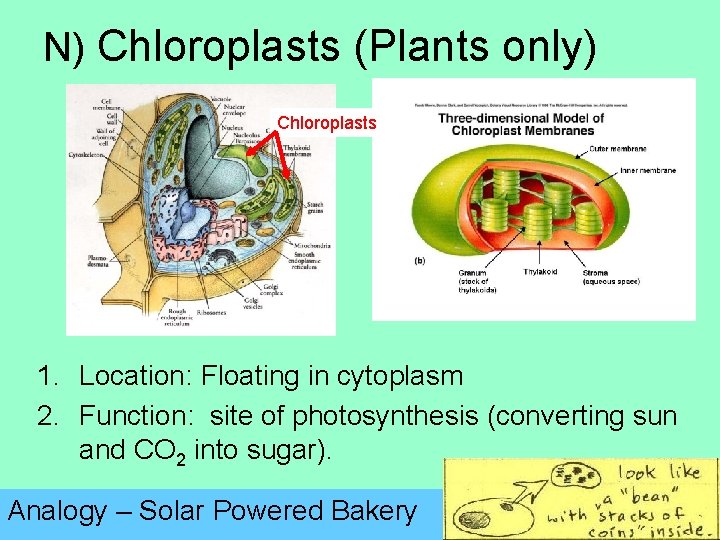 N) Chloroplasts (Plants only) Chloroplasts 1. Location: Floating in cytoplasm 2. Function: site of