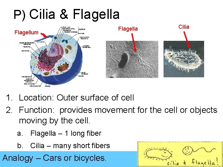 P) Cilia & Flagella Flagellum Flagella Cilia 1. Location: Outer surface of cell 2.