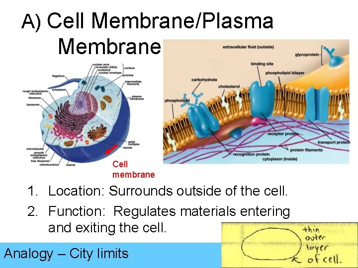 A) Cell Membrane/Plasma Membrane Cell membrane 1. Location: Surrounds outside of the cell. 2.