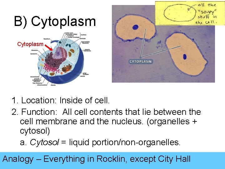 B) Cytoplasm 1. Location: Inside of cell. 2. Function: All cell contents that lie