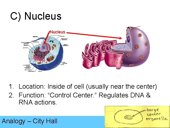 C) Nucleus 1. Location: Inside of cell (usually near the center) 2. Function: “Control