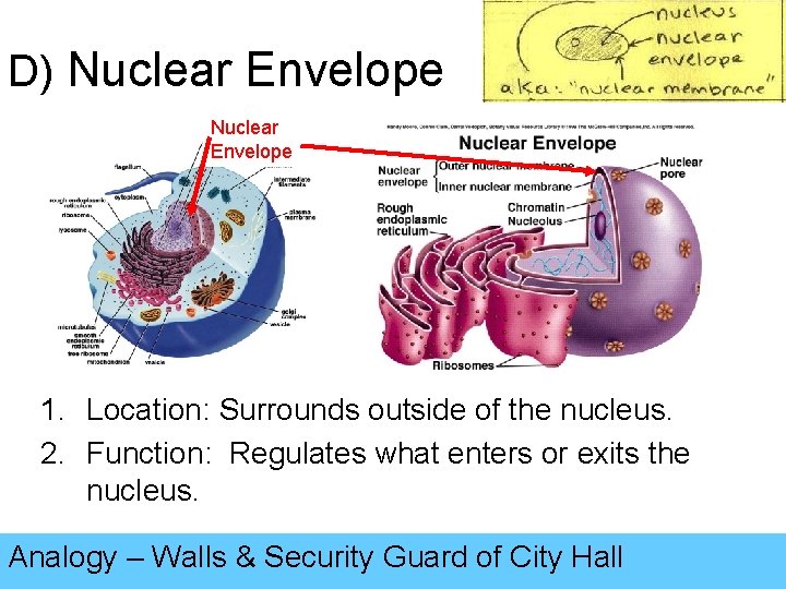 D) Nuclear Envelope 1. Location: Surrounds outside of the nucleus. 2. Function: Regulates what