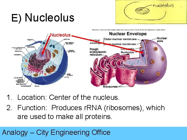 E) Nucleolus 1. Location: Center of the nucleus. 2. Function: Produces r. RNA (ribosomes),