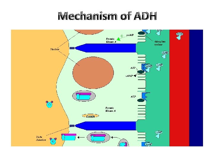 Mechanism of ADH 