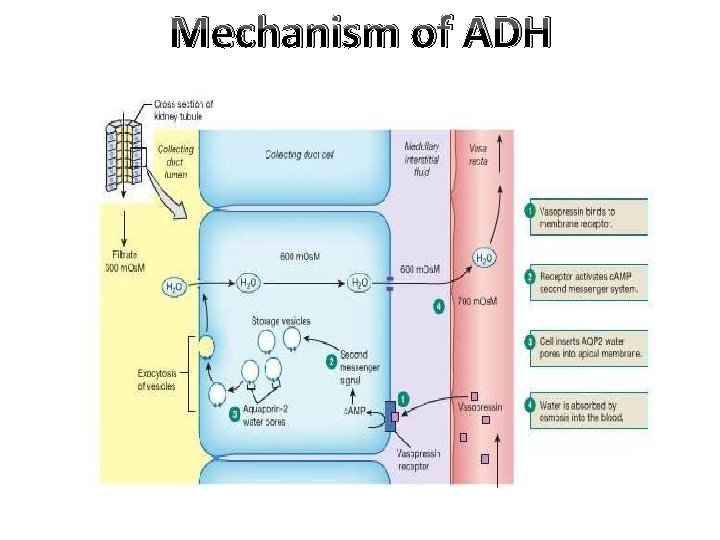 Mechanism of ADH 